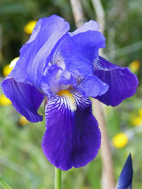 Iris germanica