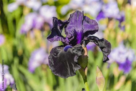 Iris germanica. Closeup of flower bearded iris "Ghost train" in …