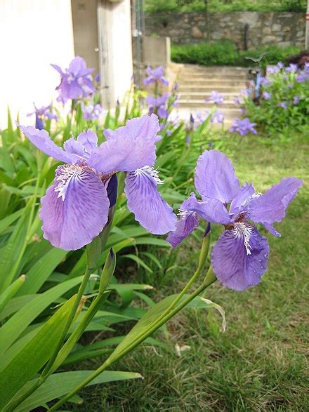 Iris tectorum - Wikipedia