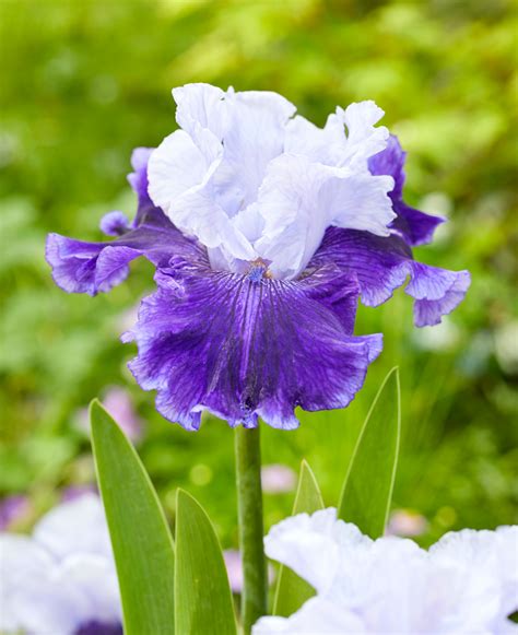 Iris_World Leaks [HD] 😈