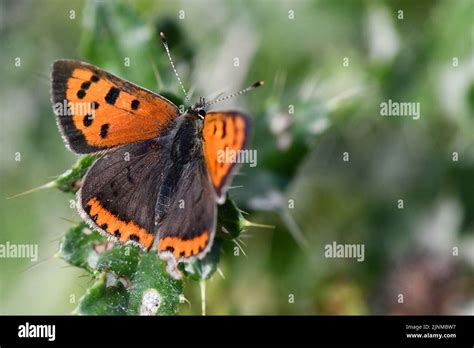 Irish Butterflies - Small Copper