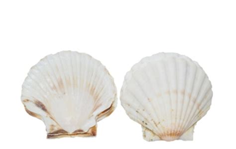 Irish Deep Seashell - www.usshell.com