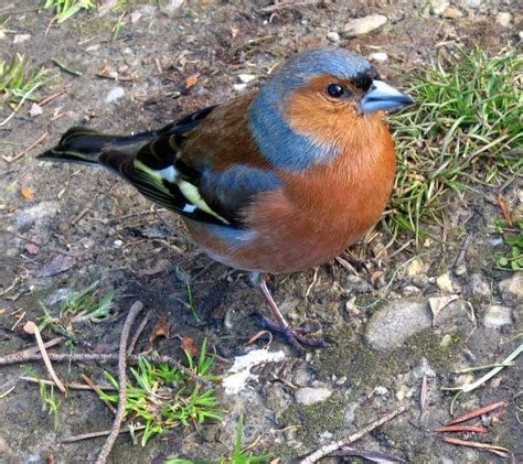 Irish Names for Wild Birds