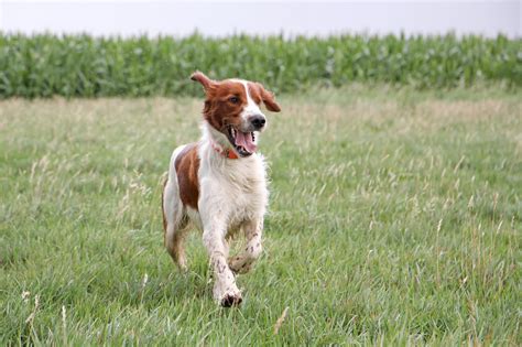 Irish Red and White Setter PetMD