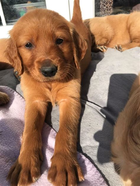 Irish Setter X Golden Retriever Puppies For Sale