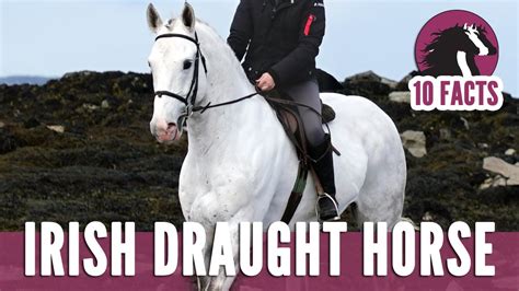 Irish Sport Horse Facts for Kids - Kiddle