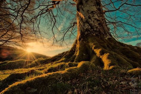 Irish Trees in Mythology and Folklore - Irish Urns