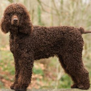 Irish Water Spaniel Facts - Wisdom Panel™ Dog Breeds