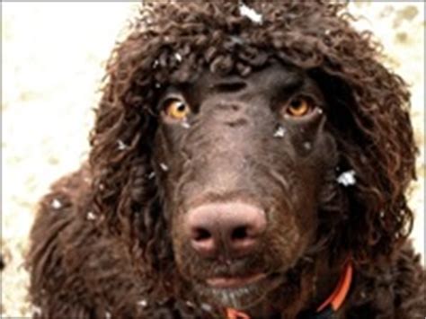 Irish Water Spaniel Rescue Groups