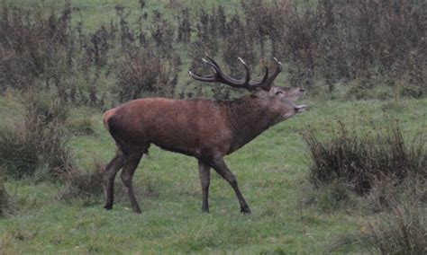 Irish Wildlife Trust - Kerry Branch - Facebook