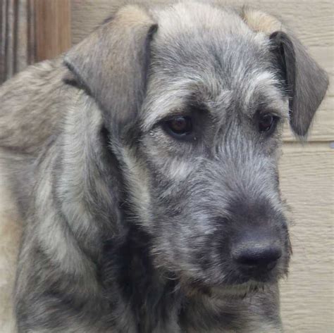 Irish Wolfhound puppies for sale in New York - AnimalsSale