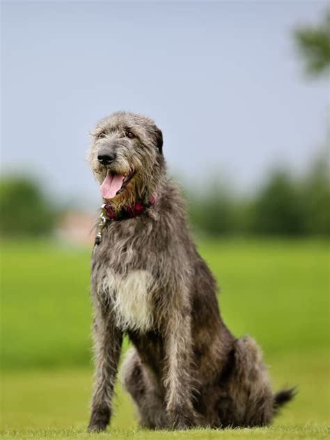 Irish Wolfhound x Standard Poodle - YouTube