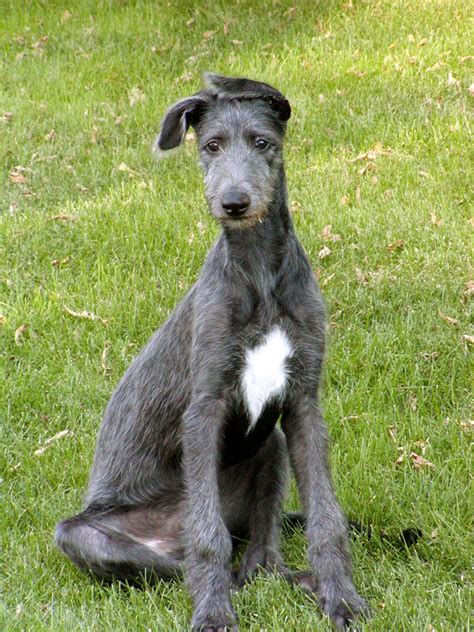 Deerhounds are, though, much larger and more 