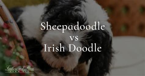 Irish doodle vs sheepadoodle. .  <a href=https://display.araboringen.n...