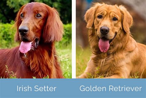 Irish golden retriever. The Red Golden Retriever’s coat color is believed to have come from one of his ancestors, the Irish Setter, when he was bred in the 19 th Century. The Irish Setter’s traditional coat color is Red, and this is the color that the Golden Retriever has inherited.The Irish Setter also has two other shades, which are Chestnut and Mahogany. 