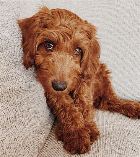 Irish setter doodle. Irish Doodles are a mix between a Poodle and Irish Setter. They combine the intelligence and non-shedding coat of a Poodle with the friendly, happy-go-lucky nature of an Irish … 