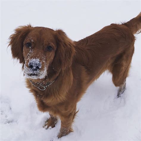 At Elmwood Golden Irish we strive to provide Golden Irish puppies that are high quality, family friendly dogs. Golden Irish dogs (also referred to as Irish Golden or Irish Retriever) are attractive in appearance and remain very sociable throughout their life. Check out our about page to learn more about this exceptional crossbreed.. 