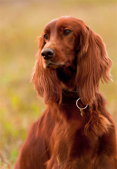 Irish setters. The Irish Setter is a working gun dog that was developed in Ireland. The breed was probably developed by using a combination of spaniels, other setters, pointers and the Irish Terrier. At first, Irish Setters were in the same family with the Irish Red and White Setter, but they were separated into an individual breed in the early 1800’s. Over ... 