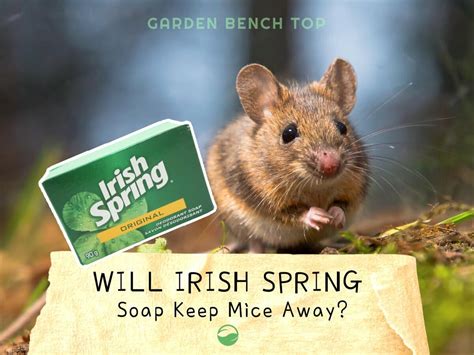 Irish spring soap and mice. Irish Spring soap can be effective at keeping rodents, such as mice and rats, away from your garden. The strong scent of the soap can help to mask the smell of food and deter rodents from eating your plants. Simply place small pieces of soap around the garden, particularly near areas where rodents are known to enter. 7. 
