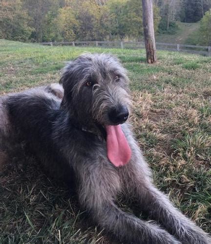 Irish wolfhound for adoption. Jan 24, 2018 · View 200+ other breeds for adoption. Adoption Fee: $400. Irish Wolfhound / Poodle. This big boy is a lover boy for sure, he loves everyone with 2 legs and 4 legs. He plays so well with my small breed dogs and he will play with anyone who wants to play with him. The vet thinks he is an Irish Wolfhound and Aussie Doodle, but definitely a doodle ... 