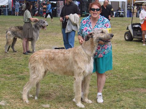 Irish wolfhound for sale in pa. Melissa is an active board member of Rocky Mountain Irish Wolfhound Association (RMIWA) & Plum Creek Kennel Club (PCKC). She is also an associate member of the Irish Wolfhound Club of America (IWCA). We fully OFA health screen all of our Irish Wolfhounds. We also temperament test all our Wolfhounds. We are dedicated to the … 