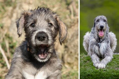 Irish wolfhound from puppy to adult a basic guide to understanding this giant breed. - Ludwig ii. das märchen vom märchenkönig..