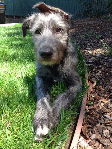 Look at pictures of Irish Wolfhound puppies who need a home. Already adopted? Let us know! When you share your adoption story with us, we'll send you free deals on pet parent favorites like Greenies, Royal Canin, Whistle smart devices, Wisdom DNA tests, and more. Adopt. Rehome. Find a pet .... 