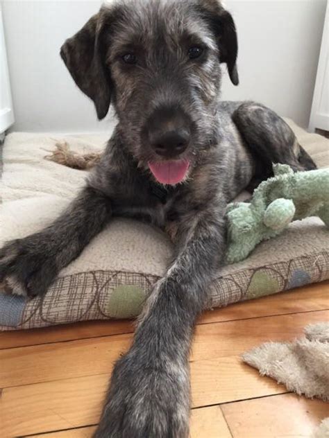 Irish wolfhound puppy for sale near me. A favorite tale is that of the Irish Wolfhound sent to the Prince of Wales, Llewellyn, by England's King John in 1210. The hound was named Gelert, and Llewellyn loved him more than life itself. One day, Llewellyn went hunting and charged Gelert with guarding his baby son while he was gone. 