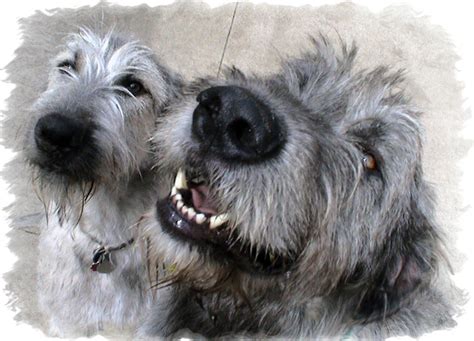 Irish wolfhound rescue. Marshall, Cheyenne and Seamus are now in their forever homes living the dream. They have been health checked, groomed and are provided proper nutrition and exercise. As you can see, Marshall has discovered soft beds. Below are some selfies with rescue, Wolfie, and his humans, Heather and Bill Goff. So many beautiful reasons to smile. 