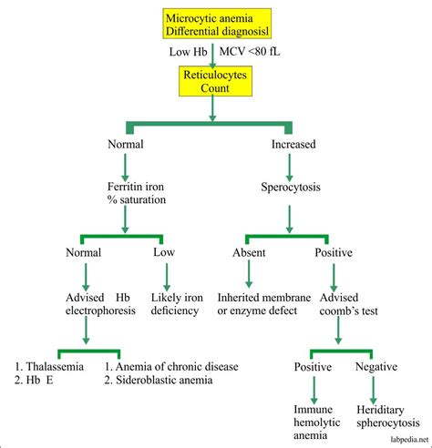 Iron Deficiency Anemia Flow Chart Best Picture Of Chart