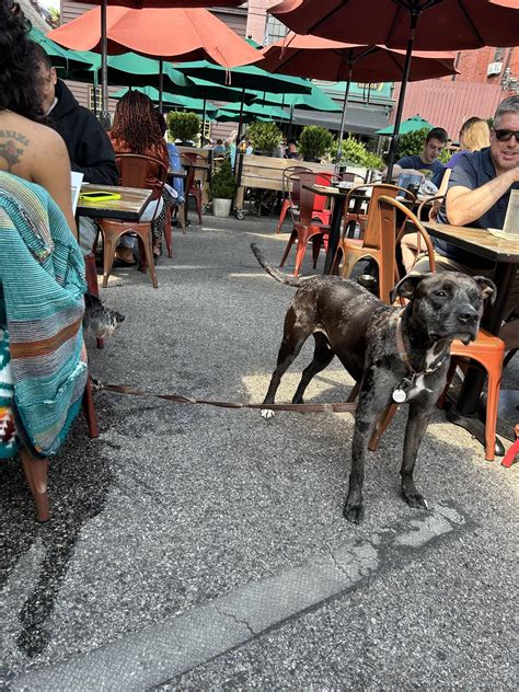 Iron Roost Is Pet Friendly - bringfido.com