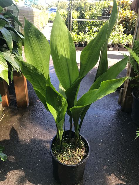 Iron plant. Learn how to grow and care for cast iron plant (Aspidistra elatior), a durable and easy-care houseplant with dark green leaves and white stripes. Find out its light, soil, … 