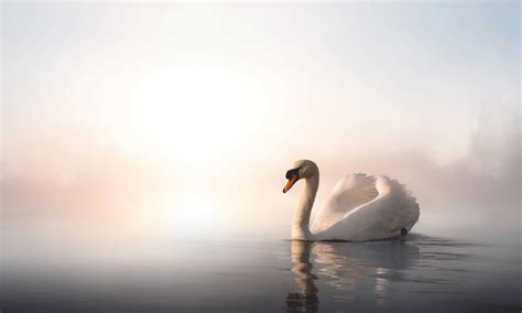 Ironswan Onlyfans Leaked [SEX VIDEO] 🍌