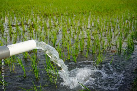 Irrigate the rice fields in front of the house, don