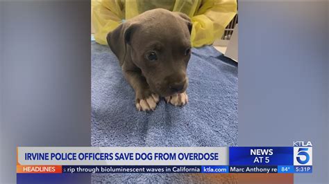 Irvine police save puppy from overdosing on narcotics