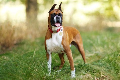 Is A Boxer A Good First Dog To Own? - A Beginners Guide ...