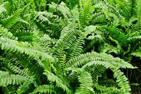 Is Boston Fern Invasive? [Here