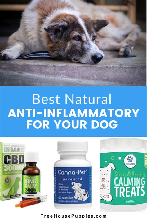 Is Cbd An Anti Inflammatory For Dogs