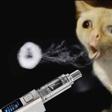 Is Cbd Bad For Cats