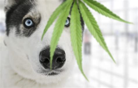 Is Cbd Oil Bad For Dogs