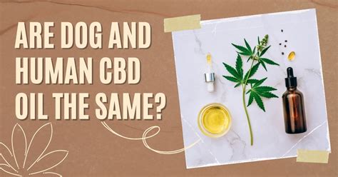 Is Cbd Oil The Same For Humans And Dogs