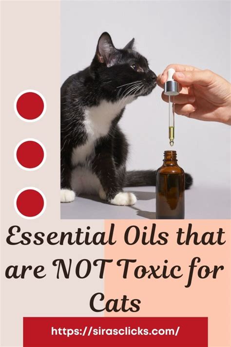 Is Cbd Oil Toxic To Cats