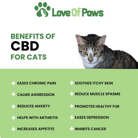 Is Cbd Ok For Cats