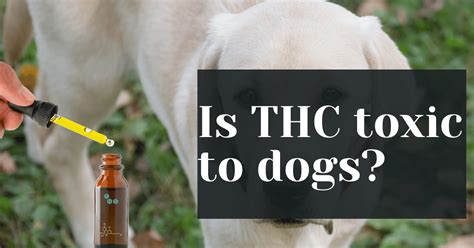 Is Cbd Thc Toxic To Dogs