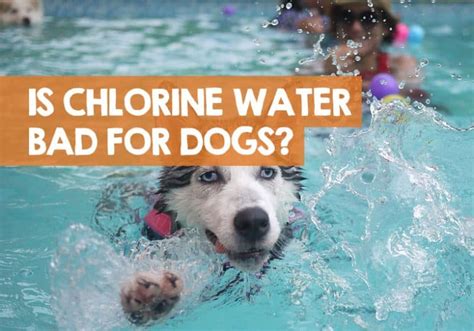 Is Chlorine Water Bad for Dogs? (Dangers of Drinking)