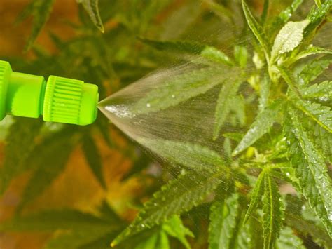 Is Distilled Water Good For Cannabis Plants