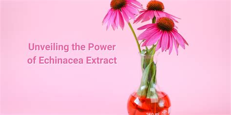 Is Echinacea Tea Safe for Pregnant Women? - Teatoxlife