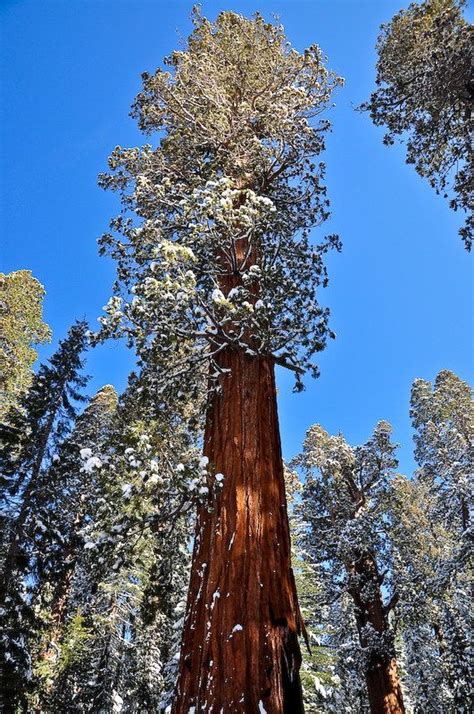 Is General Sherman Tree still alive? - Global FAQ