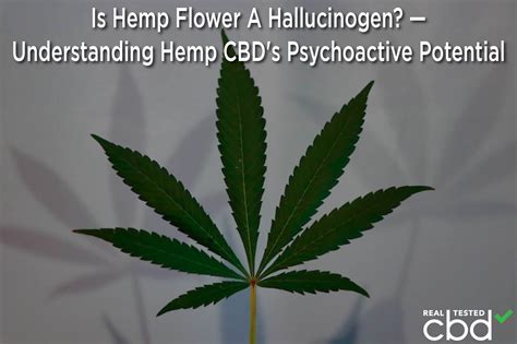 Is Hemp Flower A Hallucinogen? — Understanding Hemp CBD’s Psychoactive Potential
