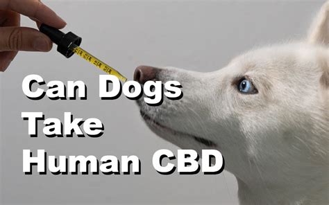Is Human Cbd Ok For Dogs